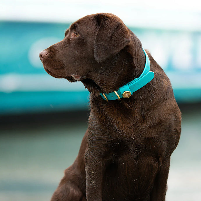 Over Under Water Dog Collar Teal