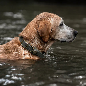 Over Under Water Dog Collar Olive